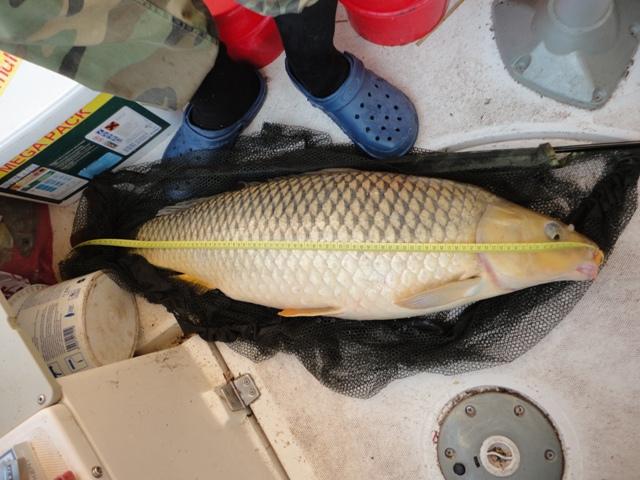 capturi - dsc00887.JPG